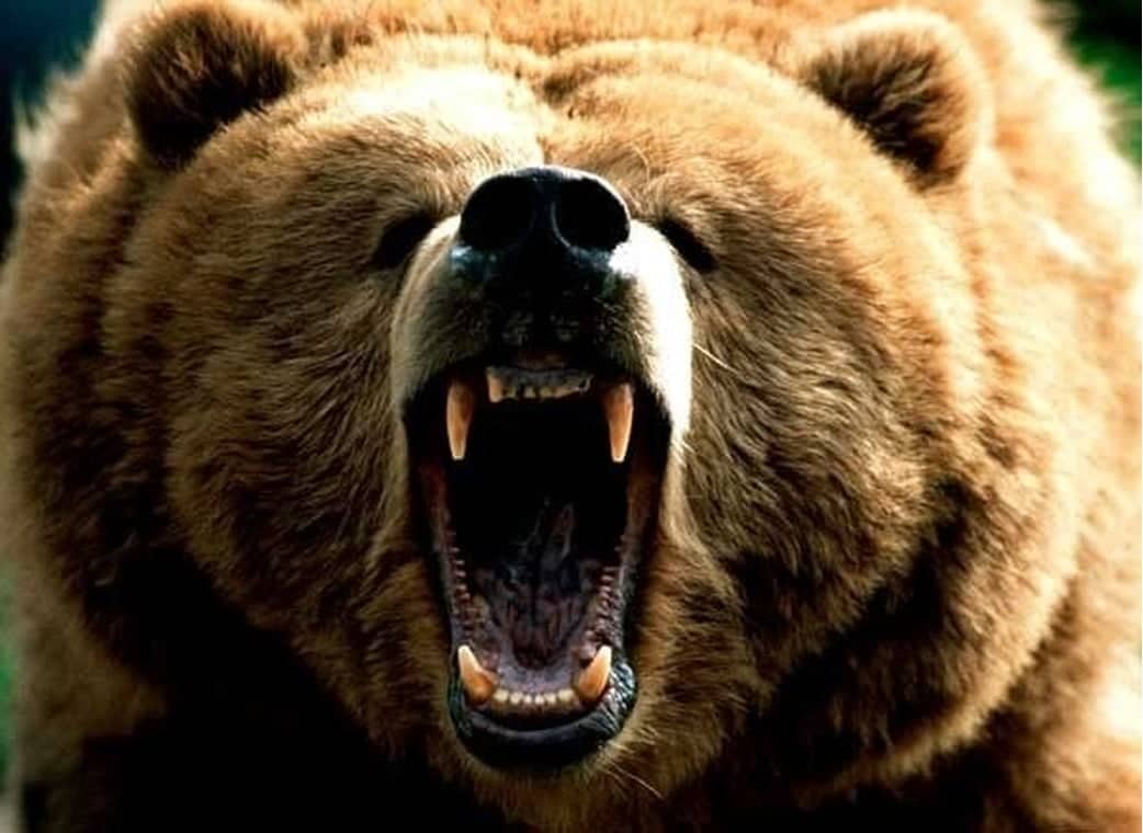 Як відлякати, втекти, захиститися від ведмедя в лісі