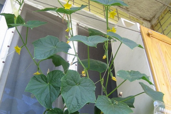 Чим і як підгодувати огірки в домашніх умовах на балконі чи на підвіконні