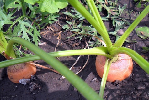 Що робити, якщо не зійшла моркву, як швидко прискорити проростання