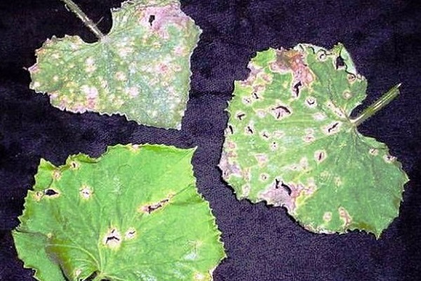 Що робити, якщо у огірків в теплиці вянуть листя, чим обробити для лікування