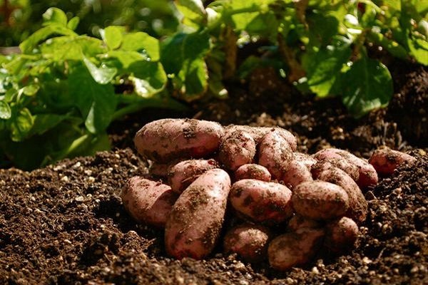 Що можна садити після картоплі на наступний рік на цьому місці?