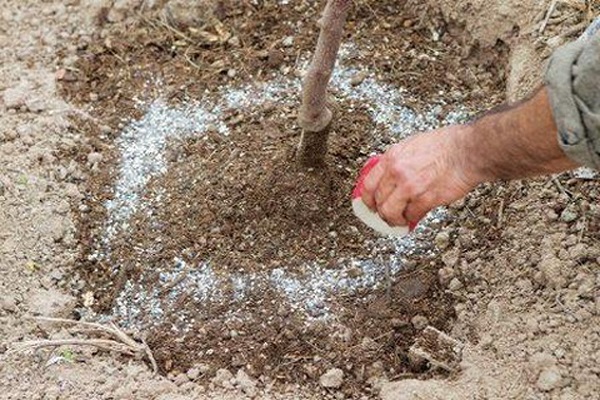 Що таке сечовина (карбамід), інструкція застосування добрива на городі