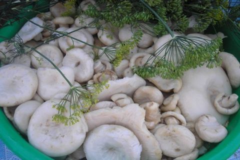 Як правильно солити гриби білани холодним і гарячим способом