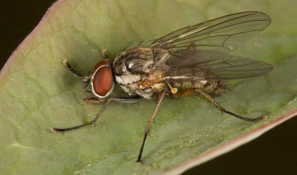 Як боротися з цибулевою мухою народними і хімічними засобами?
