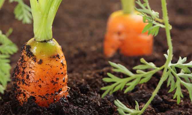 Як швидко прополоти і обробити моркву з допомогою гасу від бурянів
