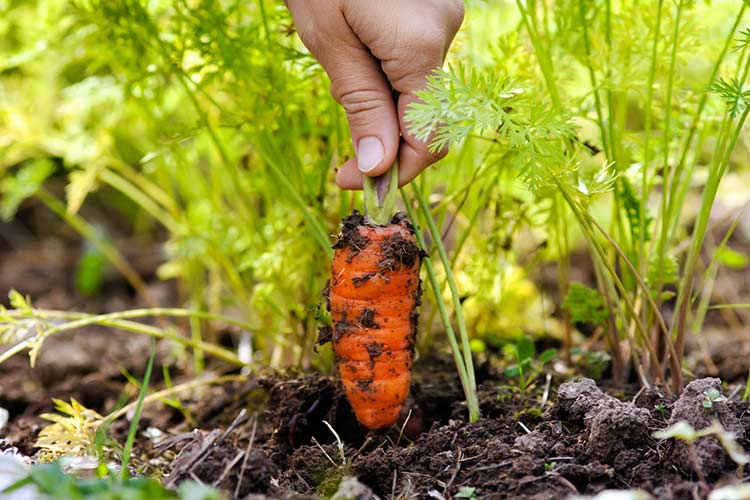 Як часто потрібно поливати моркву у відкритому грунті і як правильно це робити