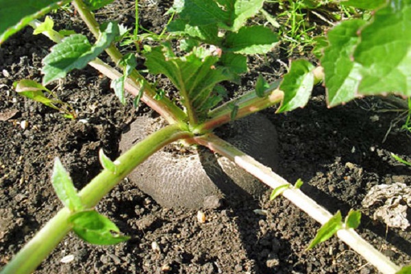 Як і коли садити, вирощувати і доглядати за редькою у відкритому грунті