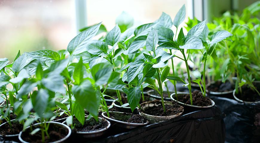 Як можна відрізнити розсаду гіркого перцю від солодкого, догляд та вирощування в домашніх умовах