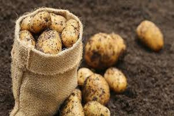 Як правильно посадити картоплю, щоб отримати хороший урожай?
