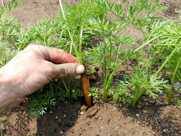 Як правильно проріджувати моркву у відкритому грунті на грядці