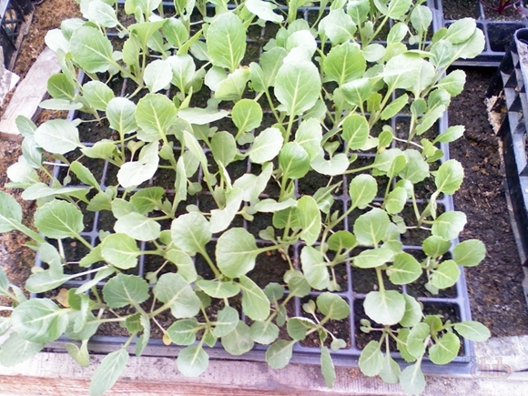 Як правильно вирощувати і доглядати за кольоровою капустою у відкритому грунті