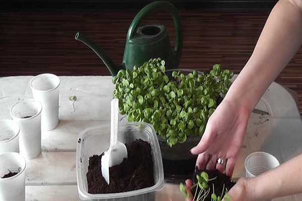 Як виростити базилік в домашніх умовах на підвіконні з насіння