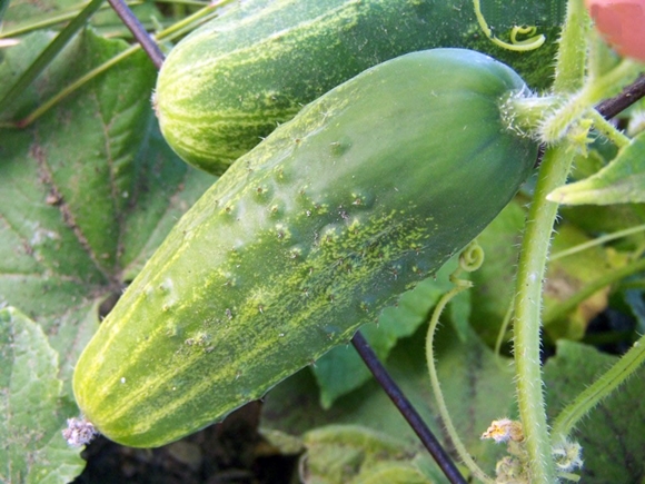 Характеристика та опис сорту огірків Фенікс, скільки дають врожаю і як вирощувати