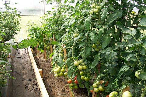 Характеристика і опис сорти томата Малинова імперія, його врожайність