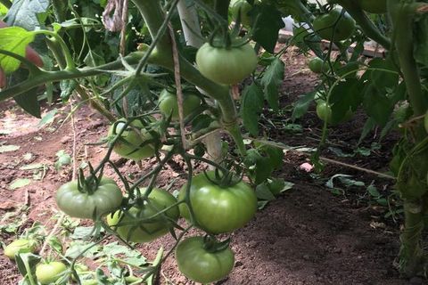 Характеристика і опис сорти томата Малинова імперія, його врожайність
