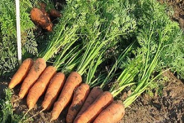 Характеристика і врожайність сорту моркви Канада