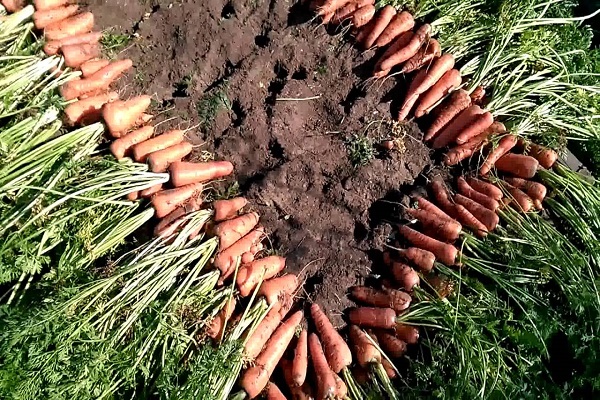 Характеристика і врожайність сорту моркви Канада