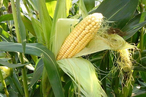Кращі попередники кукурудзи в сівозміні, що можна садити після