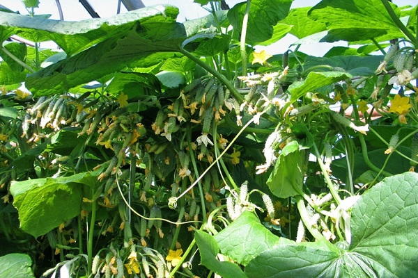 Кращі сорти пучкових огірків для відкритого грунту і теплиць, і їх вирощування