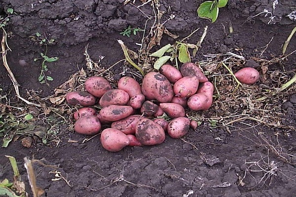 Заходи боротьби з картопляною міллю при зберіганні