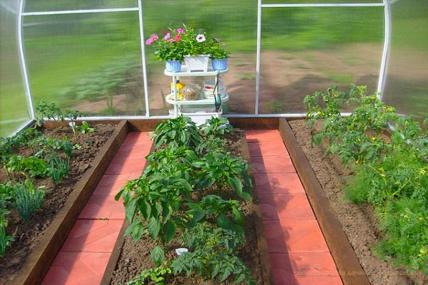 Можна садити перець і огірки в одній теплиці