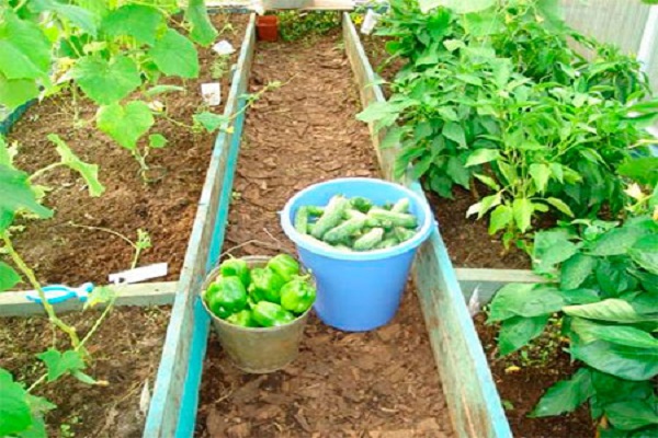 Можна садити перець і огірки в одній теплиці