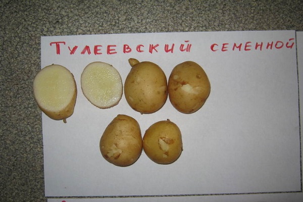 Огляд кращих сортів картоплі з описом