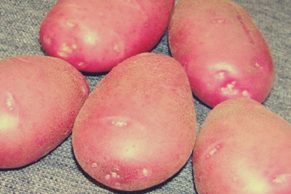 Огляд кращих сортів картоплі з описом