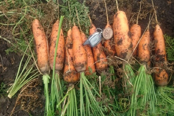 Огляд ранніх скоростиглих сортів моркви: Курода, Шантане, Кордоба та інші