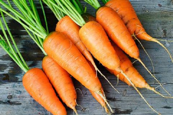 Огляд ранніх скоростиглих сортів моркви: Курода, Шантане, Кордоба та інші