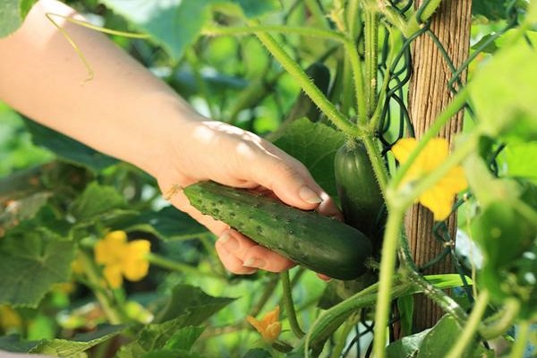 Опис, характеристика та агротехніка кращих нових сортів огірків на 2018 рік