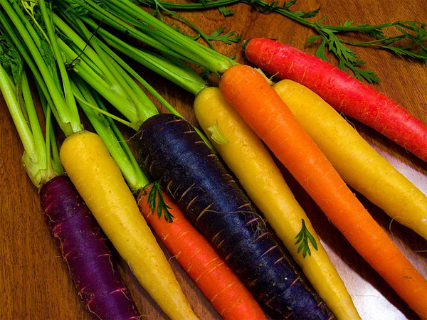 Опис, характеристика та особливості вирощування кращих сортів моркви