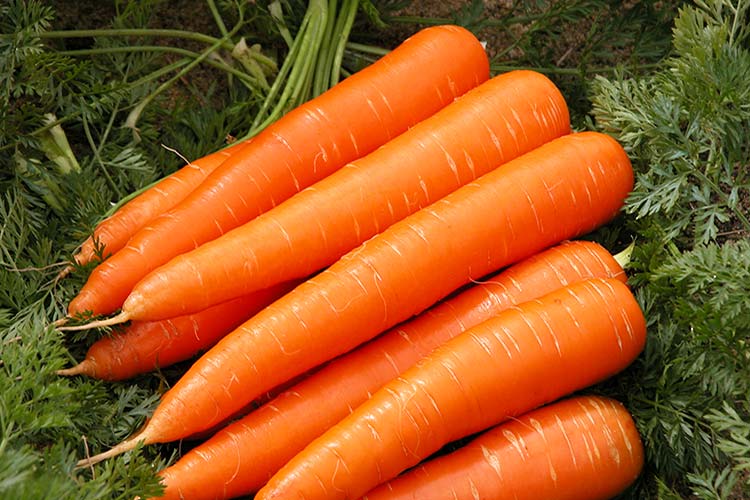Опис, характеристика та особливості вирощування кращих сортів моркви