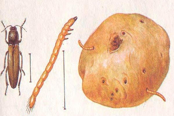 Опис і боротьба з жуком щелкуном (дротяником) на картоплі