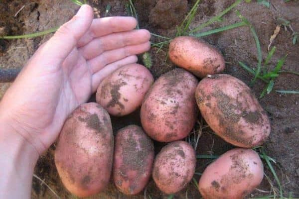 Опис і боротьба з жуком щелкуном (дротяником) на картоплі