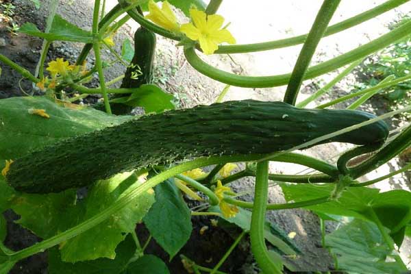 Опис та види китайських сортів огірків, їх вирощування