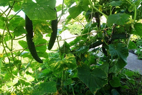 Опис та види китайських сортів огірків, їх вирощування