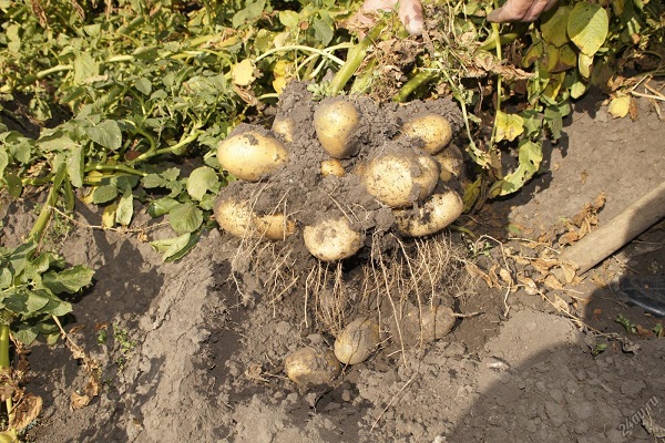 Опис картоплі сорту Тулеевский, посадка і догляд
