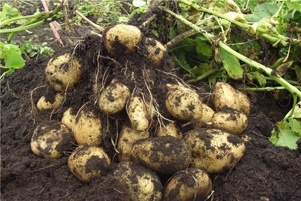 Опис картоплі сорту Тулеевский, посадка і догляд