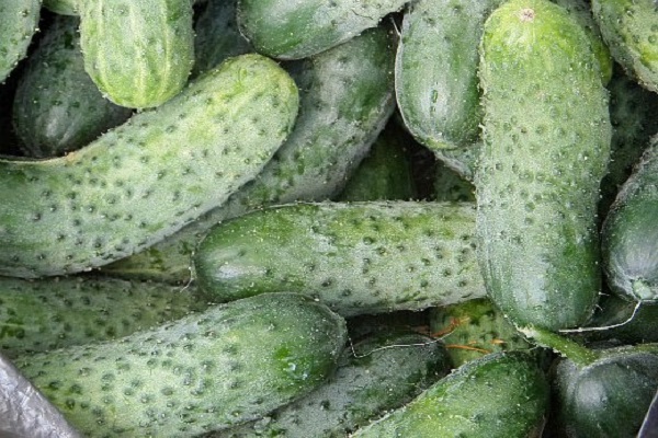 Опис кращих холодостійких сортів огірків