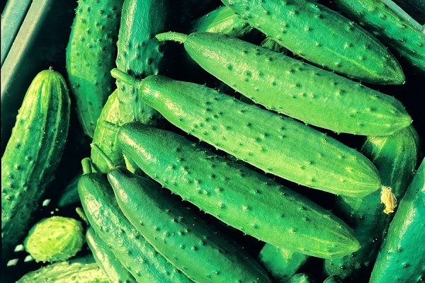 Опис кращих холодостійких сортів огірків
