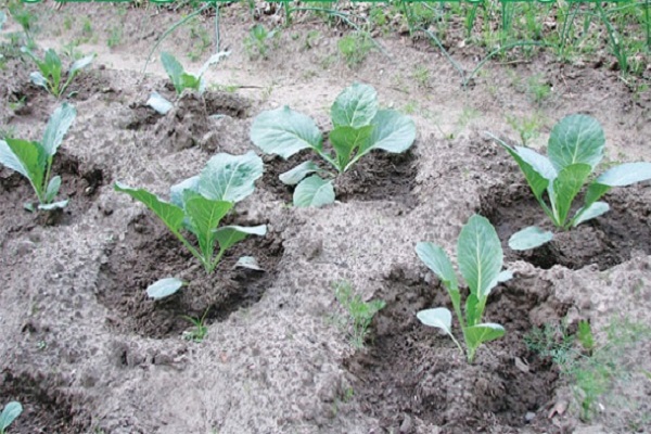 Опис сорту капусти Білоруська, особливості вирощування та догляду