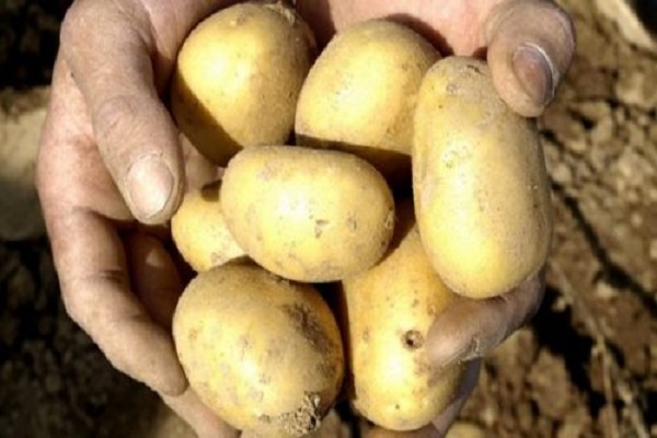 Опис сорту картоплі Джувел, його характеристика та врожайність