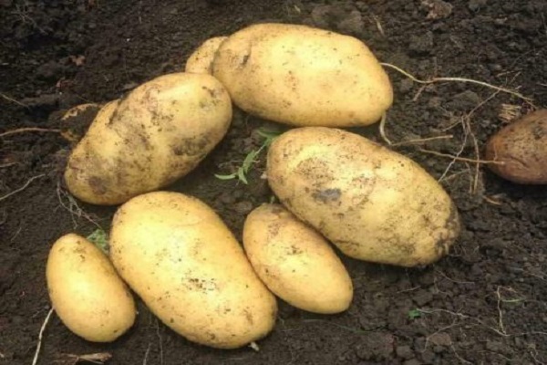 Опис сорту картоплі Джувел, його характеристика та врожайність