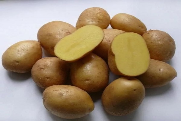 Опис сорту картоплі Імпала, особливості вирощування та догляду