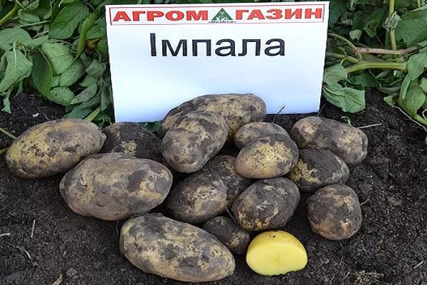 Опис сорту картоплі Імпала, особливості вирощування та догляду