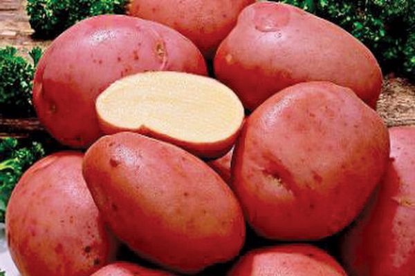 Опис сорту картоплі Каменський, особливості вирощування та догляду