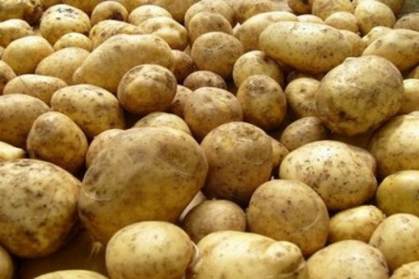 Опис сорту картоплі Каратоп, його характеристика та вирощування
