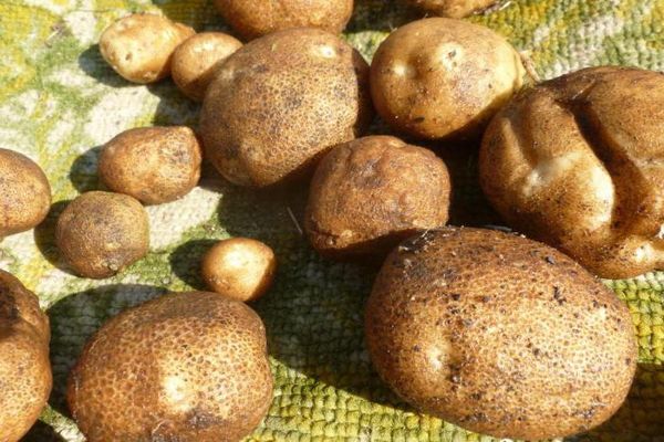 Опис сорту картоплі Ківі, його характеристика та врожайність