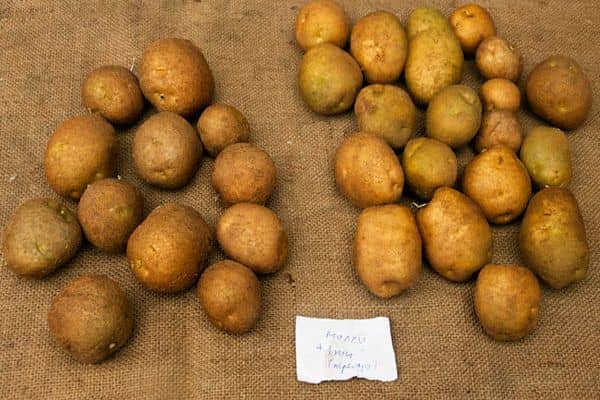 Опис сорту картоплі Ківі, його характеристика та врожайність